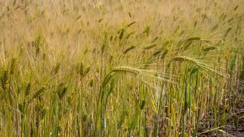 Golden barley sways under a sunlit sky, invoking harvest rituals and ancient Lammas celebrations, earthy whispers of autumn photo
