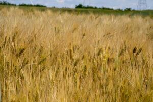 Golden wheat sea sways under azure sky, invoking Lughnasadh harvest whispers and tranquil Rusalii rite echoes photo