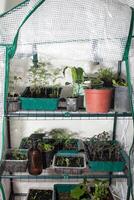 A miniature greenhouse brims with sprouting green whispers, echoing Earth Day promise and Imbolcs quiet renewal magic photo