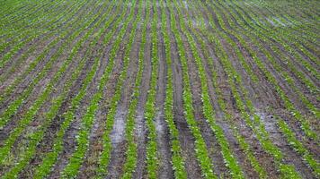 Rows of verdant seedlings stretch like emerald stripes, evoking Earth Day harmony and the quiet anticipation of Lammas harvest photo