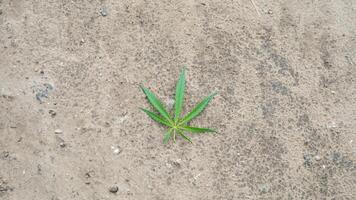 Solitary cannabis leaf on arid soil, symbolizing Green Friday rebellion, herbal earth essence, or Waldos revelry quest photo