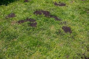 Lush green lawn marred by mysterious dark patches, evoking molehill mischief and garden lore for Earth Day contemplation photo