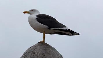Majestic gull perched atop a weathered stone spire, evoking World Migratory Bird Day and coastal serenity rituals photo