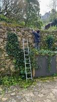A mysterious gardener tends to ancient ivy, perfect for Earth Day, hidden folklore trails, and secret garden wonders photo