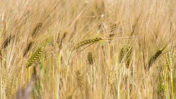 Golden barley sways under a hazy summer sun, invoking Lammas rituals, abundant harvest whispers, and agrarian serenity photo