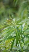 Lush cannabis leaves dance under dappled sunlight, echoing ancient Beltane rituals and the burgeoning wellness revolution photo