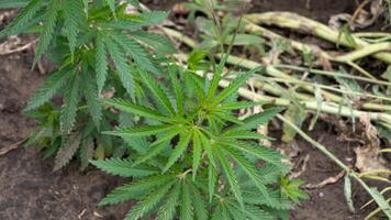 Lush cannabis plant unfurls vibrant emerald leaves, symbolizing renewal during the Green Friday and Hemp History Week celebrations photo