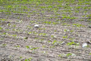 Emerging sunflower sprouts in textured soil, whispers of Earths renewal, connected to World Environment Day and Lammas harvest celebrating growth photo