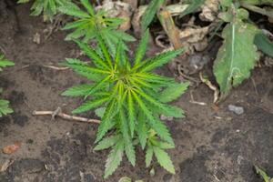 Misty green cannabis plant thriving quietly in garden soil, embracing 420 festivity, herbal zen meditation, tranquil earthen hues photo