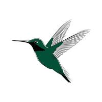 Emerald Hummingbird in Flight Elegant Line Art Illustration vector