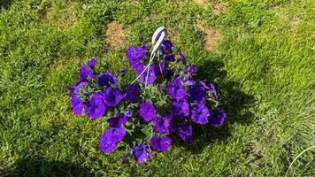 Vibrant violets bask in sunlight, evoking Beltane festivities and the enchanting folklore of fairy ring portals beneath lush greenery photo