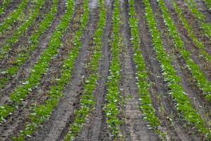 Rows of verdant seedlings in tranquil symmetry, Earth Day tribute, permaculture principles, nurturing spring renaissance, soil embrace photo
