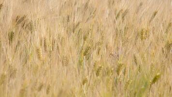 Golden barley whispers secrets of ancient harvest festivals, Lammas wheat fields, sunlit waves, and midsummer soliloquies photo