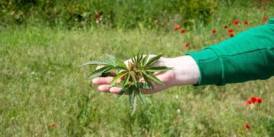 Calm hand cradling a verdant cannabis leaf, symbolizing holistic healing, Earth Day eco consciousness, and natures vibrant tapestry photo