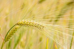 Golden barley sways in the whispering summer breeze, evoking Lughnasadhs ancient harvest and the essence of Lammas blessings photo