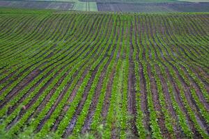 Verdant emerald waves of a sprawling potato field, echoing rural tranquility, perfect for Earth Day celebrations and traditional harvest festivals photo