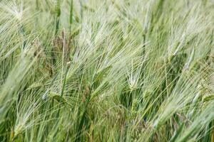 Whispering barley waves under a breeze, harvest whispers, Celtic Lughnasadh echoes, and pastoral serenity weave rustic charm photo