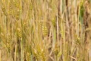 Golden wheat dancing in sunlit whispers, capturing essence of Lammas harvest festival and agrarian abundance amidst rustic serenades photo