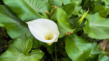 Delicate white calla lily, a symbol of rebirth and purity, whispers secrets of spring equinox and Beltane magic photo