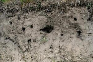 Rugged cliff face with mysterious burrows, reflecting Earth Days hidden wonders and World Soil Days delicate ecosystem dance photo