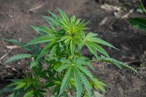 Emerald cannabis leaves flourish in earthy embrace, whispering tales of herbal medicine and 420 celebrations beneath solar whispers photo