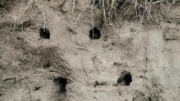 Earthy cliff riddled with mystical swallow nests, celebrating World Migratory Bird Day and natures subterranean architects wonders photo