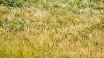 Golden barley waves whisper secrets of Lammas harvest, ethereal dance of Ceres festival, serene agrarian tapestry photo
