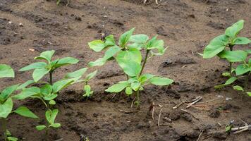 Sprouting verdant seedlings in loamy soil, symbolizing Earth Days renewal, evoking ancient Beltane fertility rites and growth photo