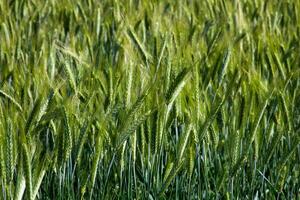 Lush barley dances under zephyr whispers, invoking Lammas harvest, agrarian dreams, and verdant renewals green tapestry symphony photo