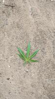 Lonely green cannabis leaf on dusty earth, whispering echoes of 420 celebrations, herbal wellness, and enigmatic earth rhythms photo