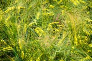 Golden barley sways like natures invisible choir, evoking Celtic Lughnasadh and ancient harvest rituals under a verdant sky photo