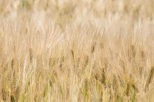 Golden barley field sways under summers whisper, reminiscent of Lammas rituals and agrarian resilience, natures textured ballet photo
