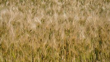 Golden barley whispers secrets of Lammas harvest, embracing agrarian rhythms and ancient Celtic autumnal celebrations photo
