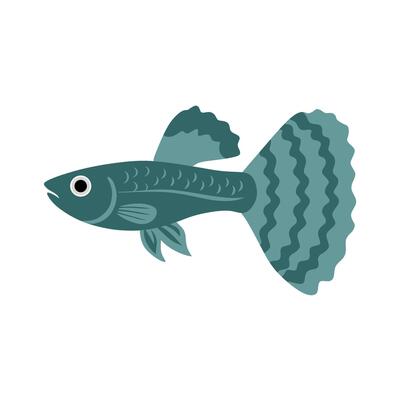 A dark teal guppy illustration with bold tail patterns and clean style, ideal for aquatic designs, branding, kids books, or nature-inspired graphics.
