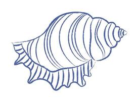 Pen drawn seashell on white background. Sea shell doodle with wavy pattern. vintage element vector