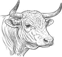 cow face image line art style white background vector