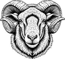 line art drawing of sheep detail white background horned zoom face vector