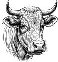 image of a thin-haired bull face in line art style with a white background vector