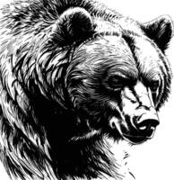 bear on a white background vector