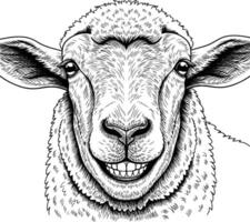 line art drawing of sheep detail white background head vector