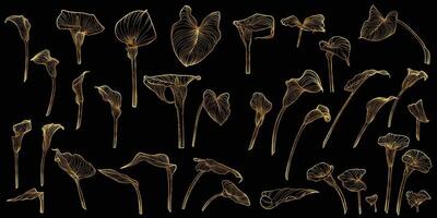 line art of calla with a golden touch. Hand drawn high quality and detailed callas. Elegant summer flowers for print and online. Luxurious flowers for card, invitations, wallpapers vector