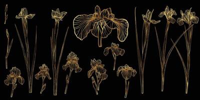 line art of iris with a golden touch. Hand drawn high quality and detailed irises. Elegant summer flowers for print and online. Luxurious flowers for card, invitations, wallpapers vector