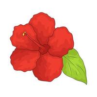 Illustration of Red Hibiscus vector