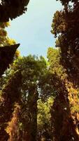Experience the Serene Canopy View in the Enchanting Forest, where nature thrives and explores video