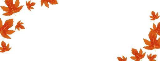 autumn leaves on white background for autumn theme banner design vector