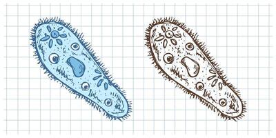 Hand drawn vintage sketch of paramecium microorganism set in color and monochrome on grid notebook background vector