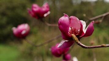 Pink magnolia flower gently unfolding on branch, revealing delicate petals against soft blurred park background during vibrant springtime moment video