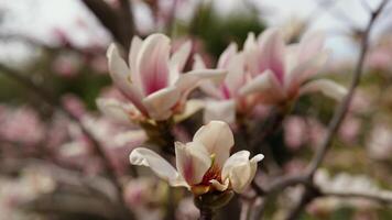 Pink and white magnolia flowers are gently swaying in the breeze, their petals unfurling to reveal delicate shades of color in a serene park setting video