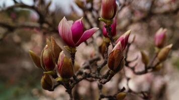Delicate pink magnolia flower blossoming on branch with emerging buds, set against softly blurred park background during bright spring weekend video