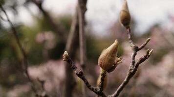 Magnolia tree buds bursting with potential, nestled on delicate branches, signaling imminent springtime renewal within tranquil park landscape video